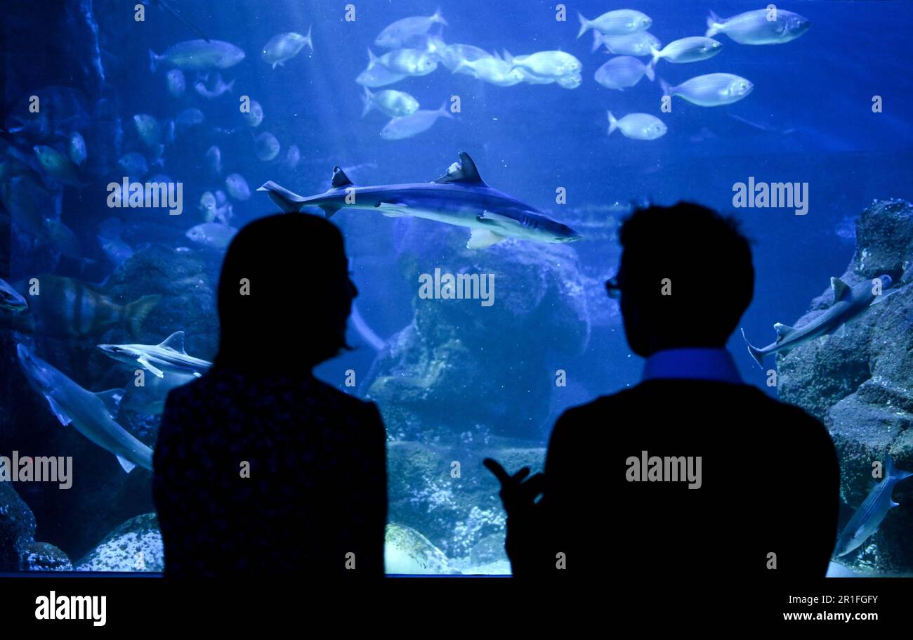 Berlin, Germany. 12th May, 2023. Fish swim in the Atlantic tank of the ...