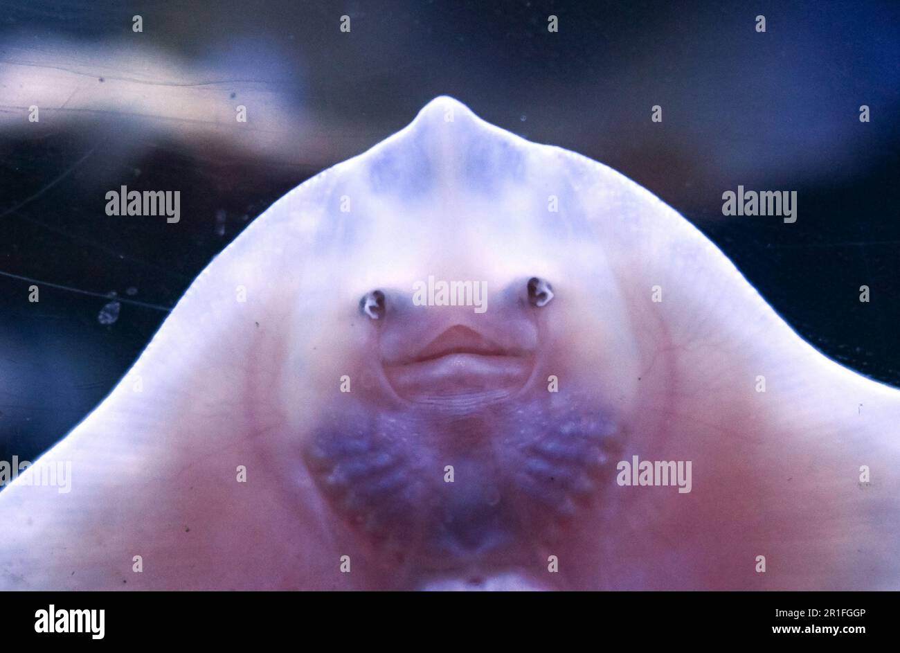 Berlin, Germany. 12th May, 2023. A young ray was placed in one of the tanks of the Sealife aquarium (shot through the glass pane of the tank). The aquarium is scheduled to reopen on May 15, 2023. (to dpa 'After burst aquadome: Sealife aquarium in Berlin reopens' from 14.05.2023) Credit: Soeren Stache/dpa/Alamy Live News Stock Photo