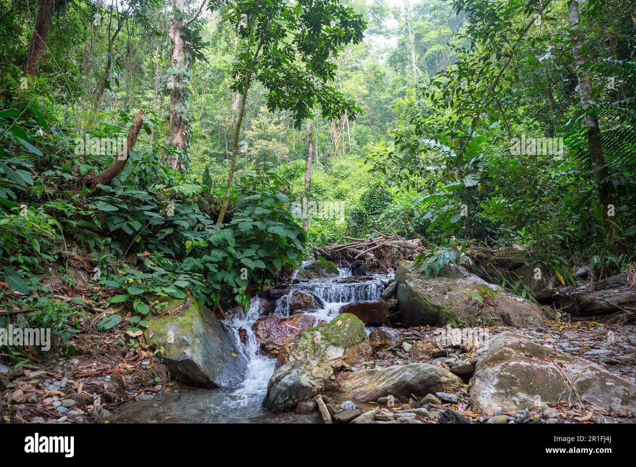 Tropical river in the green jungle Stock Photo - Alamy