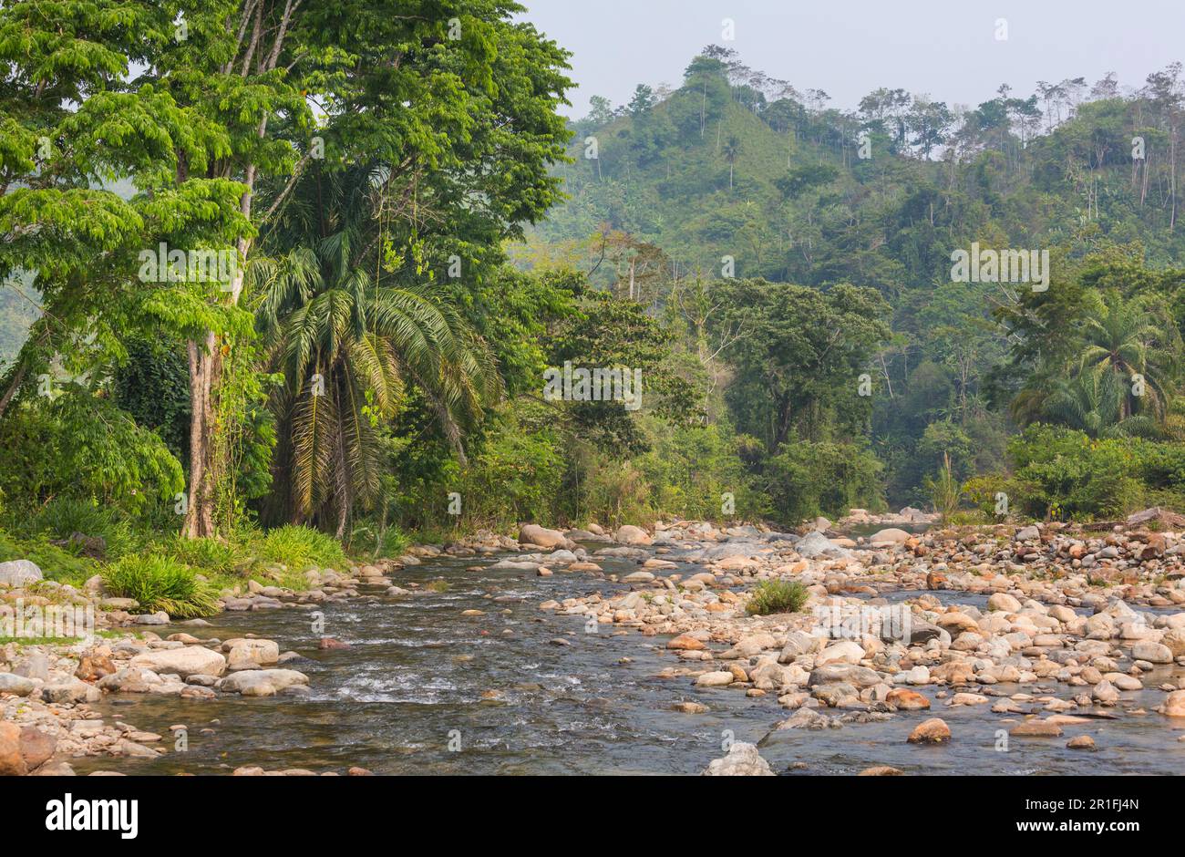 Tropical river in the green jungle Stock Photo - Alamy