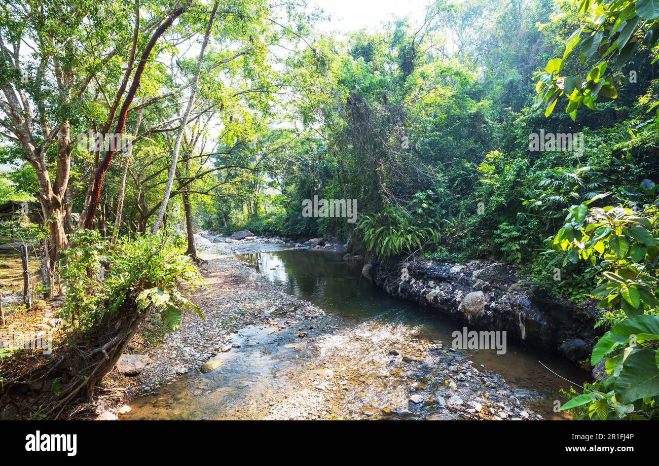 Tropical river in the green jungle Stock Photo - Alamy