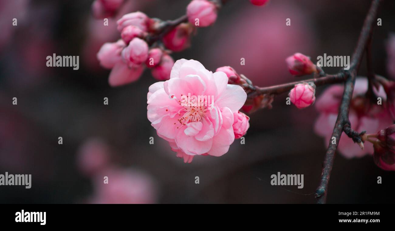Hallim Park. Apricot Blossom flowers in Hallim Park, Jeju Island, Korea Stock Photo