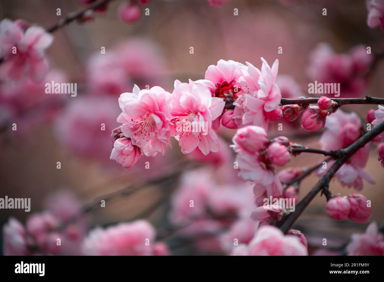 Hallim Park. Apricot Blossom flowers in Hallim Park, Jeju Island, Korea Stock Photo