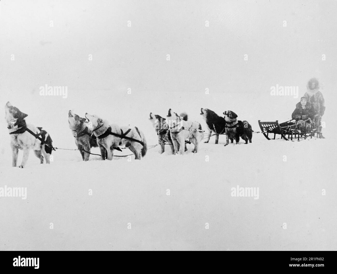 Archival Photo: Alaskan Malamute dogs howling, leading a dog sled ca. 1918-1920 Stock Photo