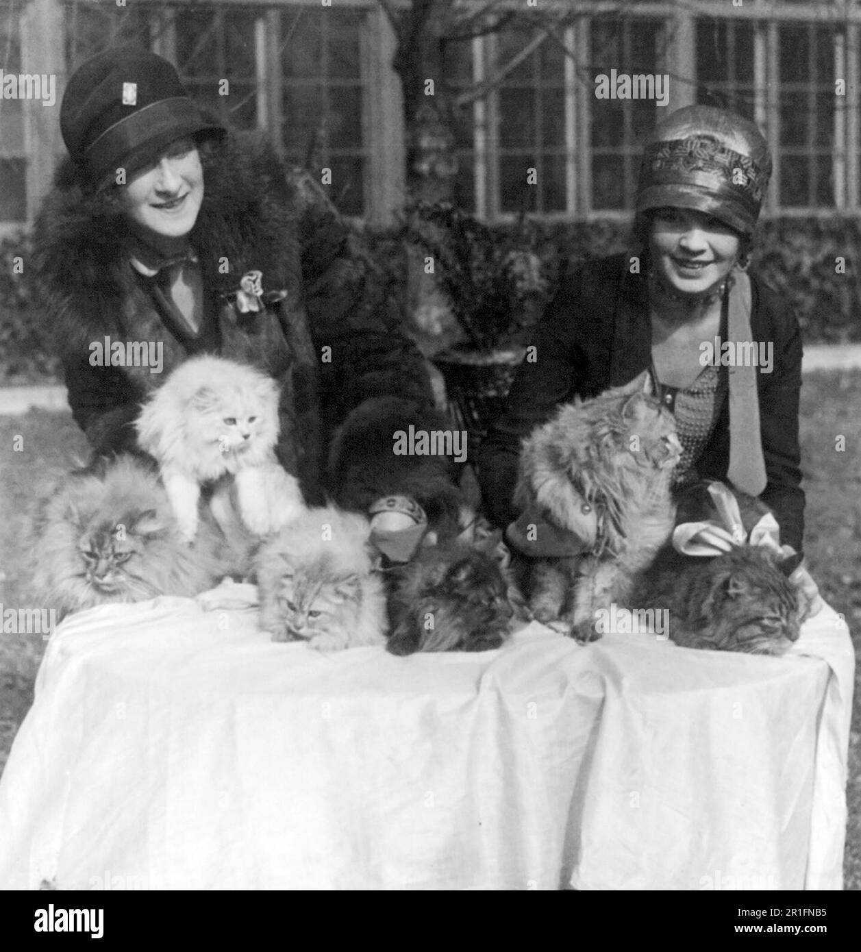 Archival Photo: Washington cat show opens at Wardman Park Hotel - Edna B. Doughty and Louisa Grogen with some of the beautiful cats entered in the show ca. 1927 Stock Photo