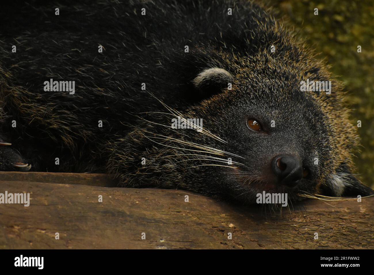 Asian bearcat taking a nap on wooden log. Taman Safari, Prigen, East Java, Indonesia. Stock Photo