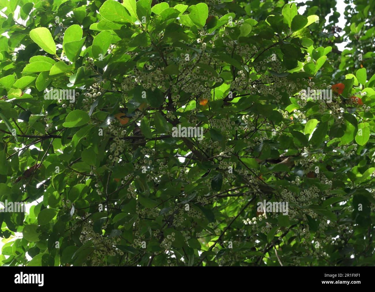 Underneath view of a Ceylon Olive tree branch (Elaeocarpus Serratus) with flowering tiny white flowers Stock Photo
