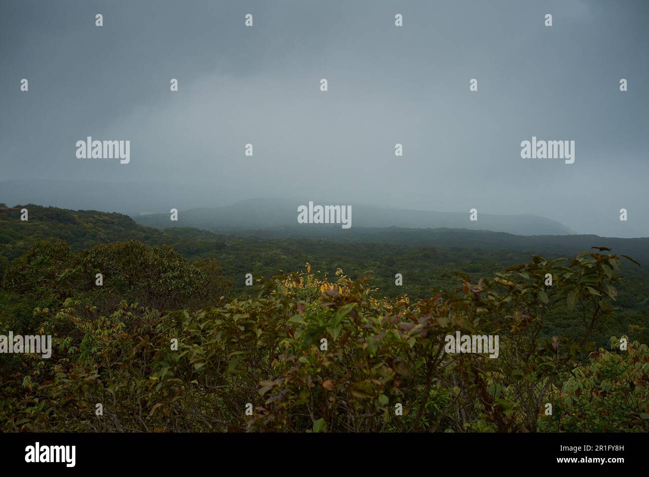 A view of the dense tropical moist evergreen forests of Mahabaleshwar in Maharashtra, India Stock Photo