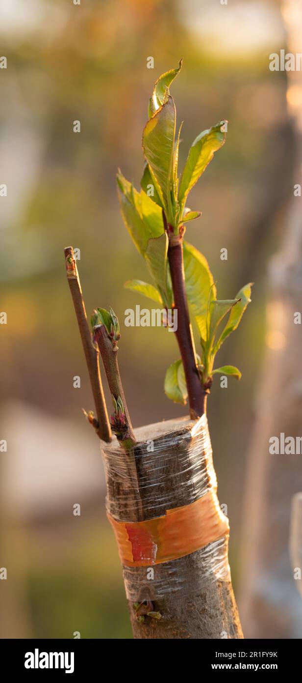 Healthy peach graft thriving on cherry plum rootstock Stock Photo Alamy