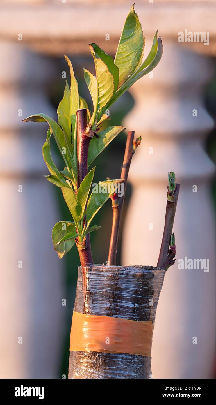 The perfect combination a peach graft on a cherry plum rootstock Stock