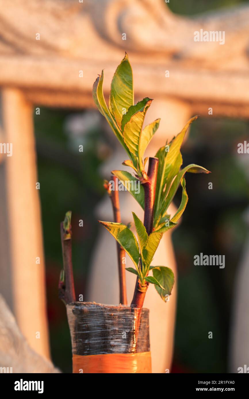 Healthy peach graft thriving on cherry plum rootstock Stock Photo Alamy