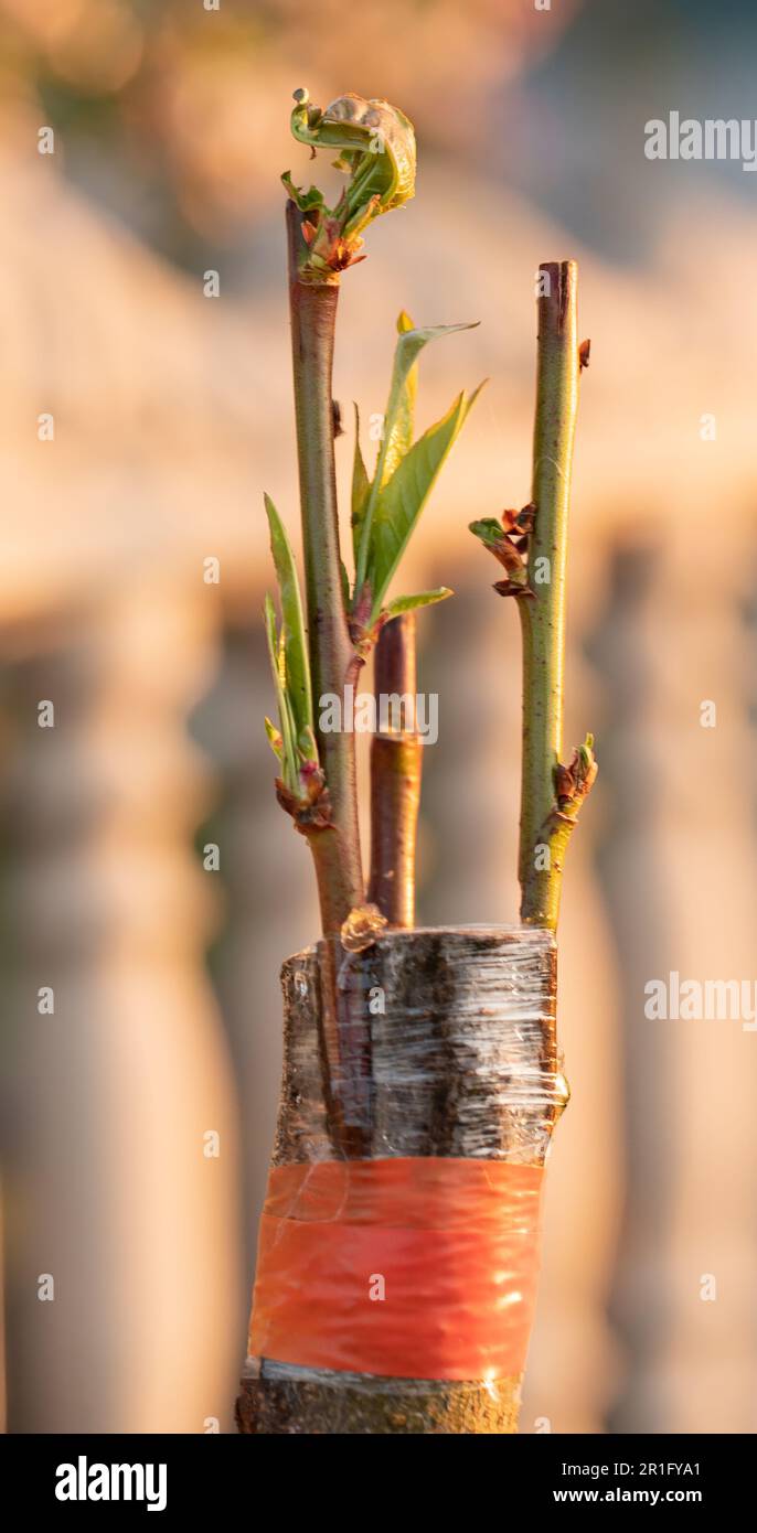 The perfect combination a peach graft on a cherry plum rootstock Stock
