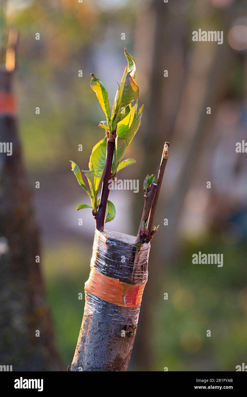 Hand grafted plant hires stock photography and images Alamy