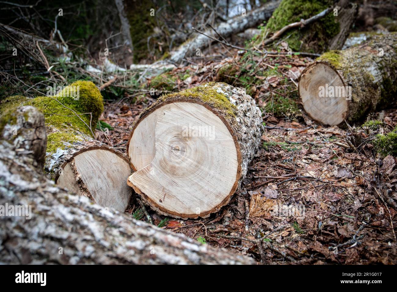 Chainsaw on the ground hi-res stock photography and images - Alamy
