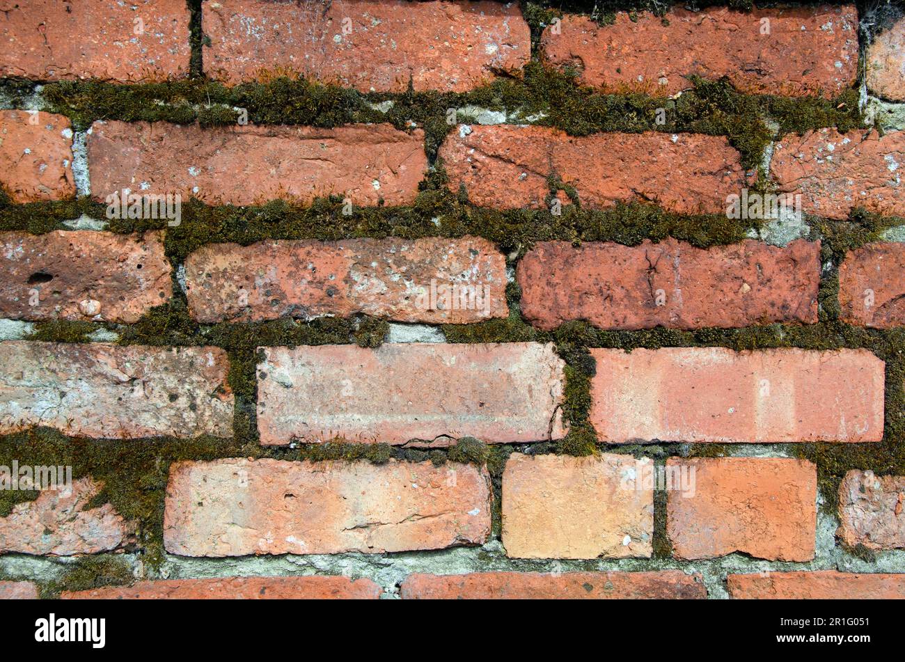 Old brickwork with moss in between bricks. Uneven bricks Stock Photo