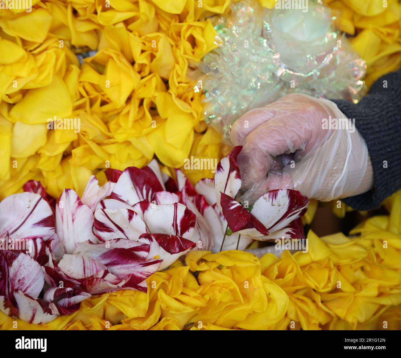 Spalding, UK. 11th May, 2023. Lilian Hitchen has started 'pinning' tulip heads to the crown on