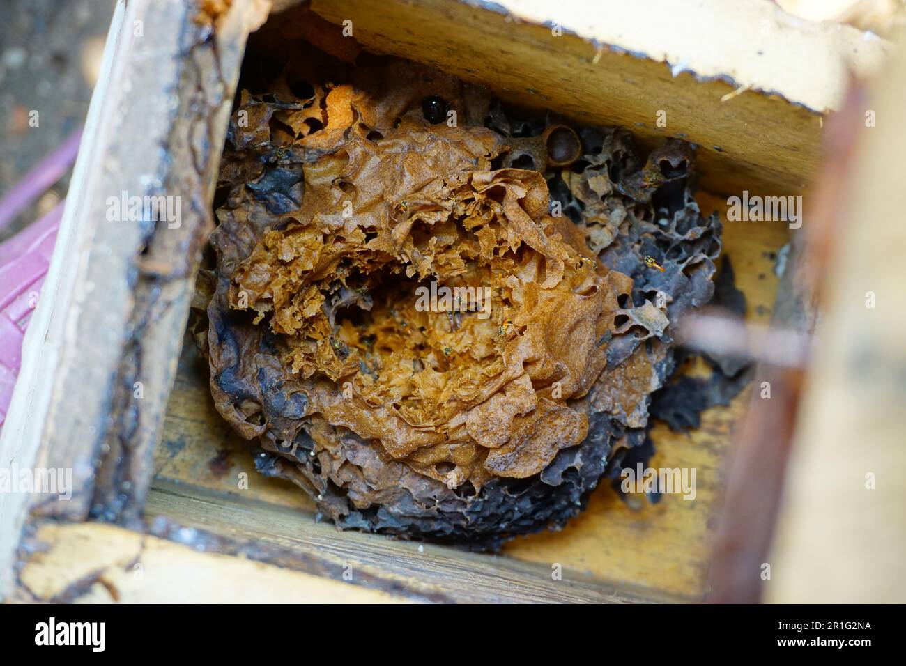 Interior view of a beehive of ancient mayan stingless bees tetragonisca angustula in Guatemala Stock Photo