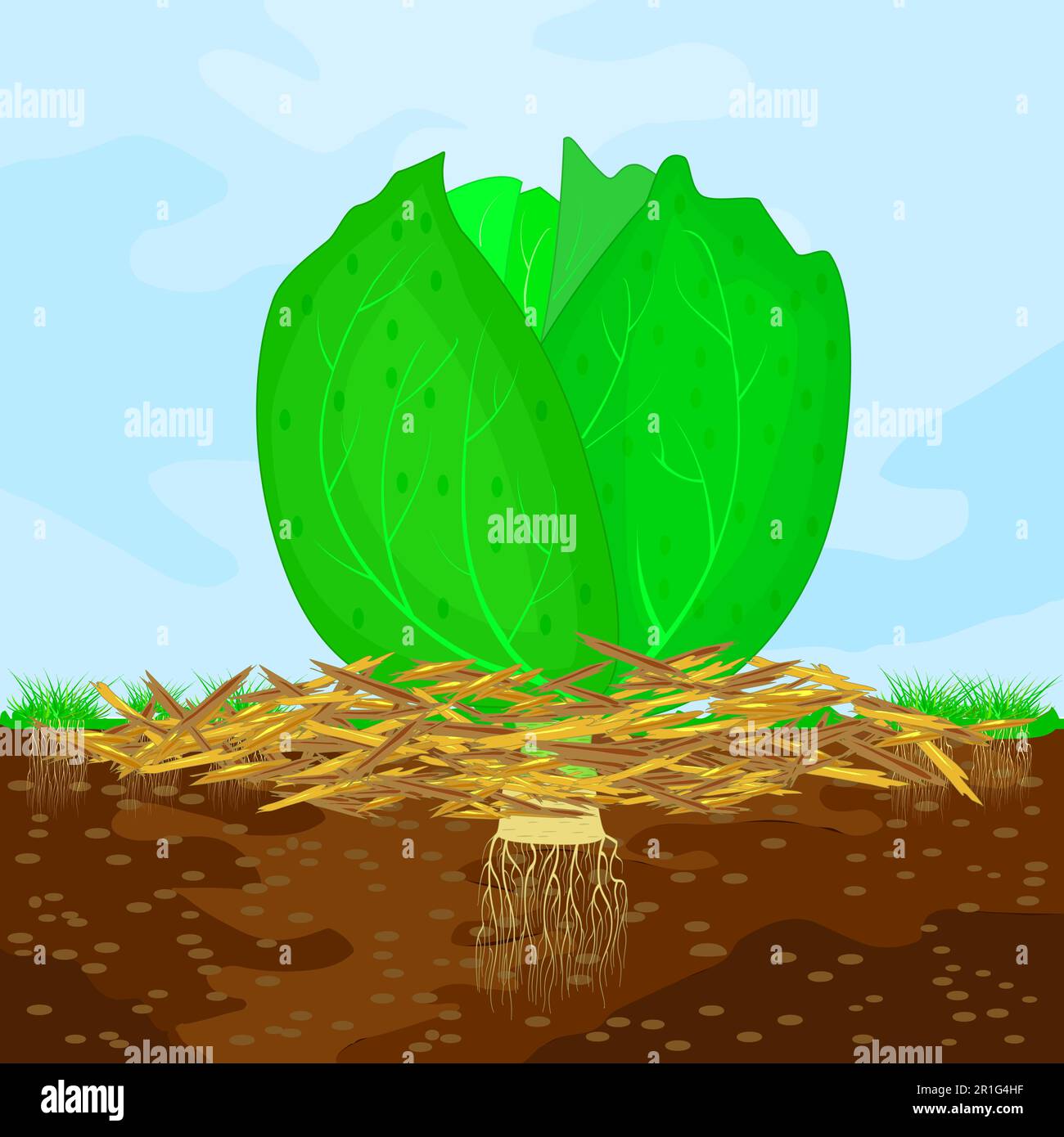 Mulch gardening concept with cabbage, mulch and soil. Mulching of