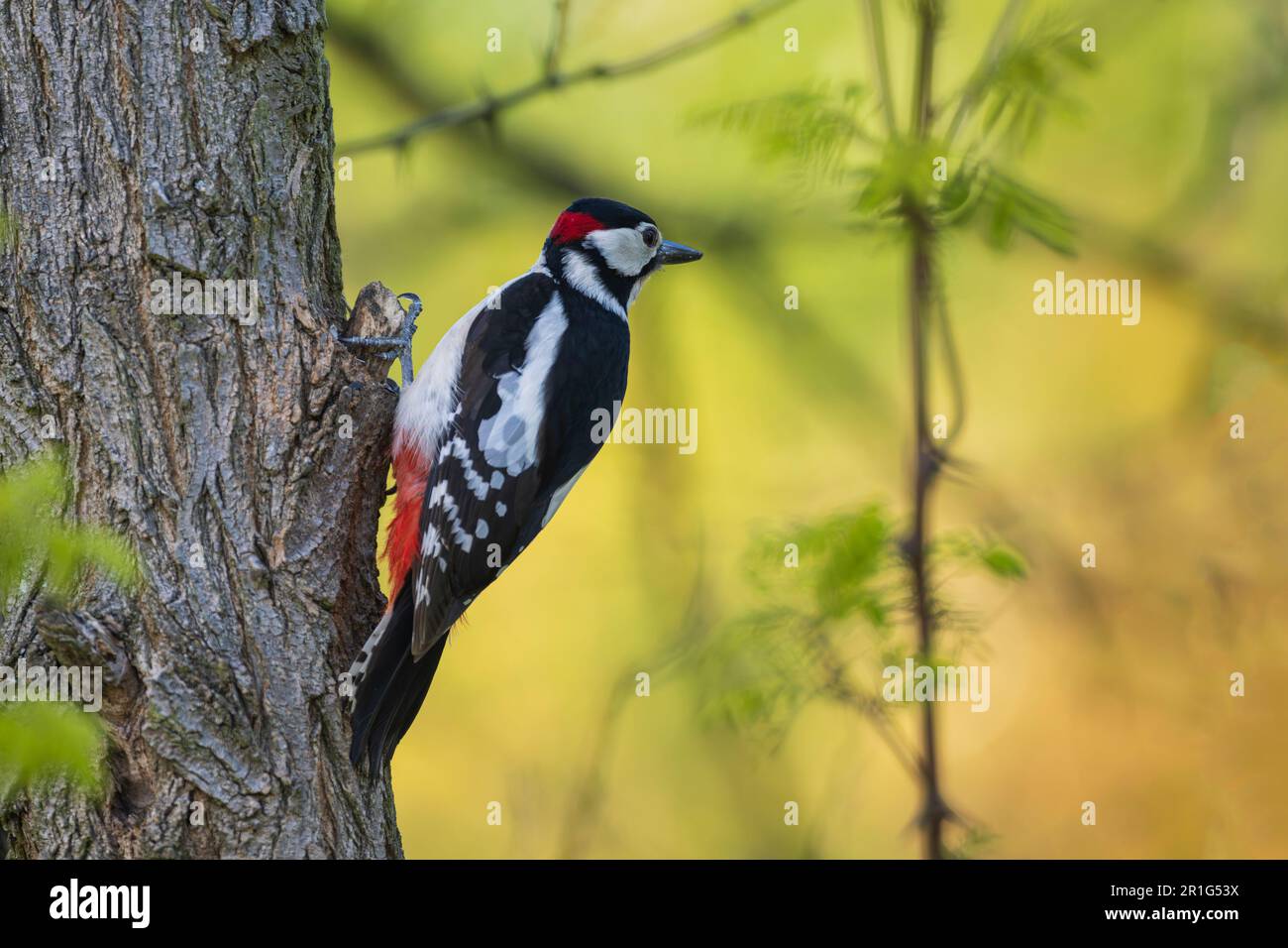 Wildlife woodpeckers hi-res stock photography and images - Alamy