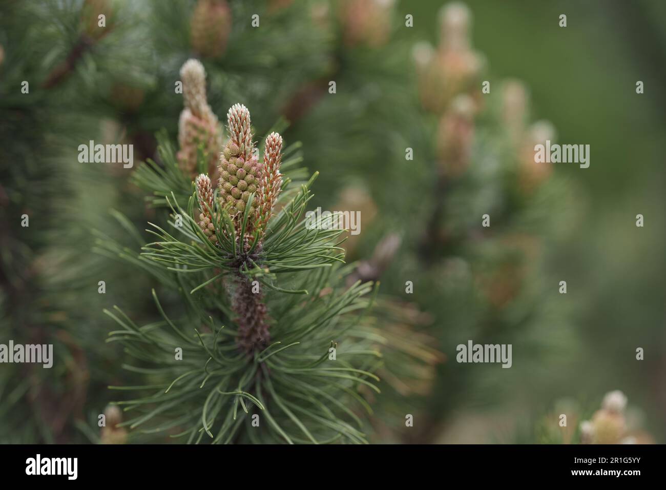 Blossomin pine tree closeup photo, shallow focus Stock Photo
