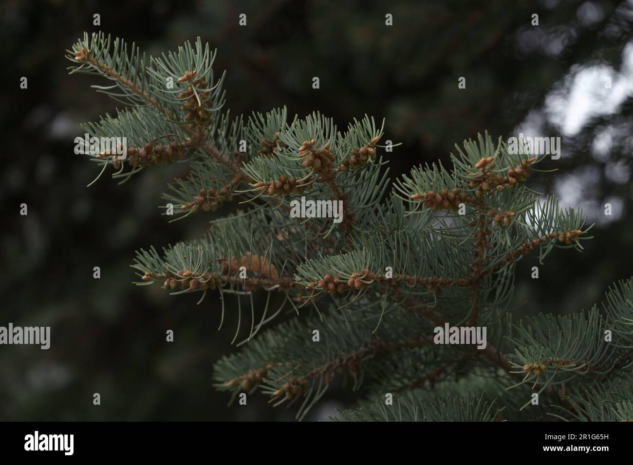 Abies tree in spring with many little cones, shallow focus Stock Photo