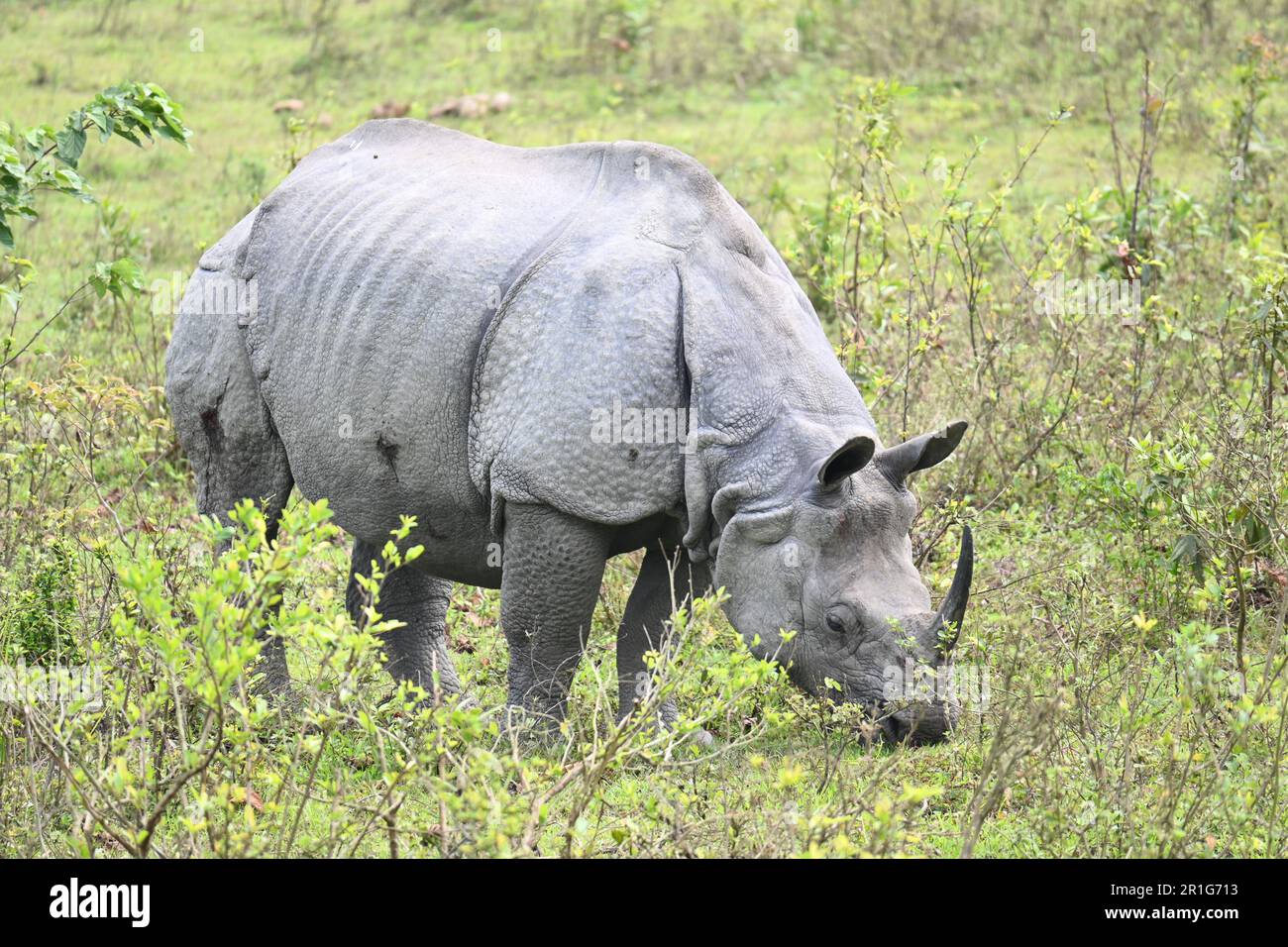 A single horned rhinoceros is grazing in the jungle Stock Photo Alamy