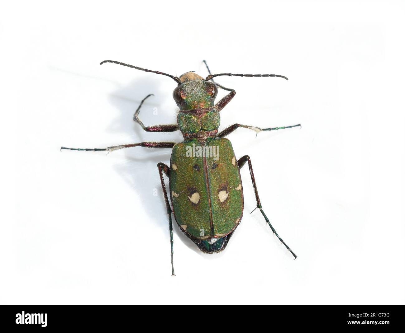 Green tiger beetle Cicindela campestris isolated on white background Stock Photo