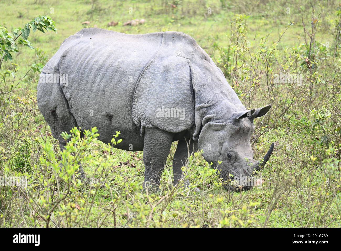 An Indian Single Horned Rhinoceros is peacefully grazing in the wild Stock Photo