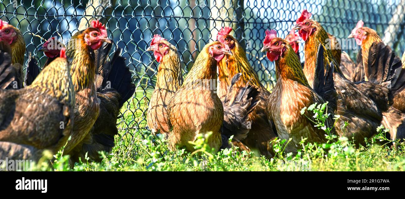 Poultry Free Ranging Chickens on traditional free range poultry farm Stock Photo - Alamy