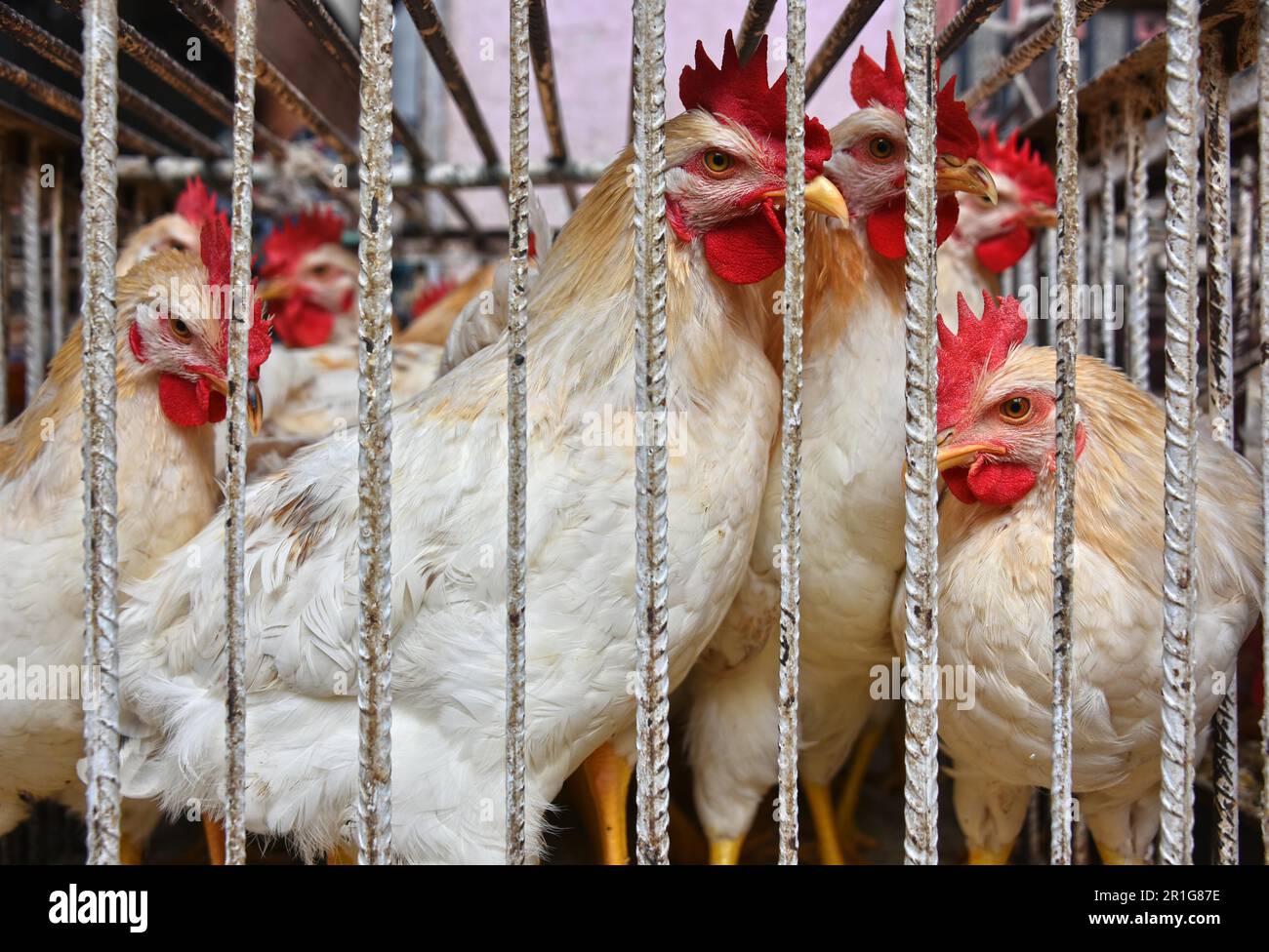 Chickens in a cage ready for sale on the arab market place Stock Photo