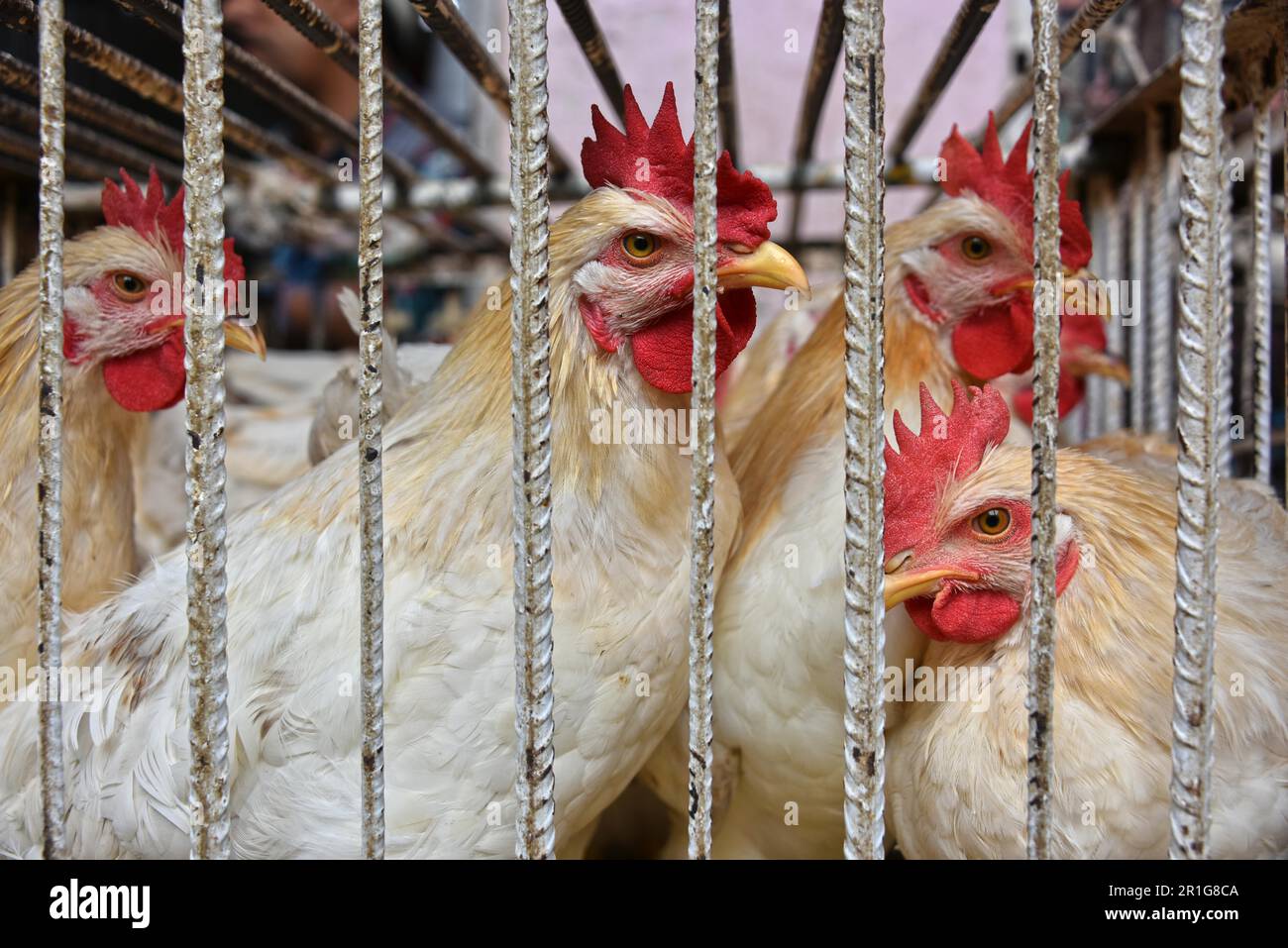 Chickens in a cage ready for sale on the arab market place Stock Photo