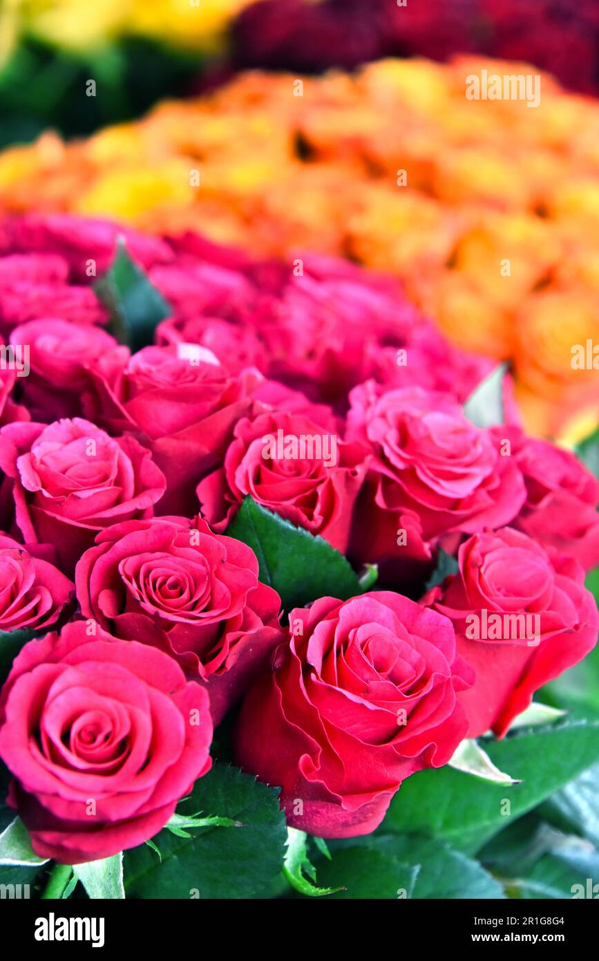 Pink Roses Cut Rose flower cut hi-res stock photography and images - Alamy