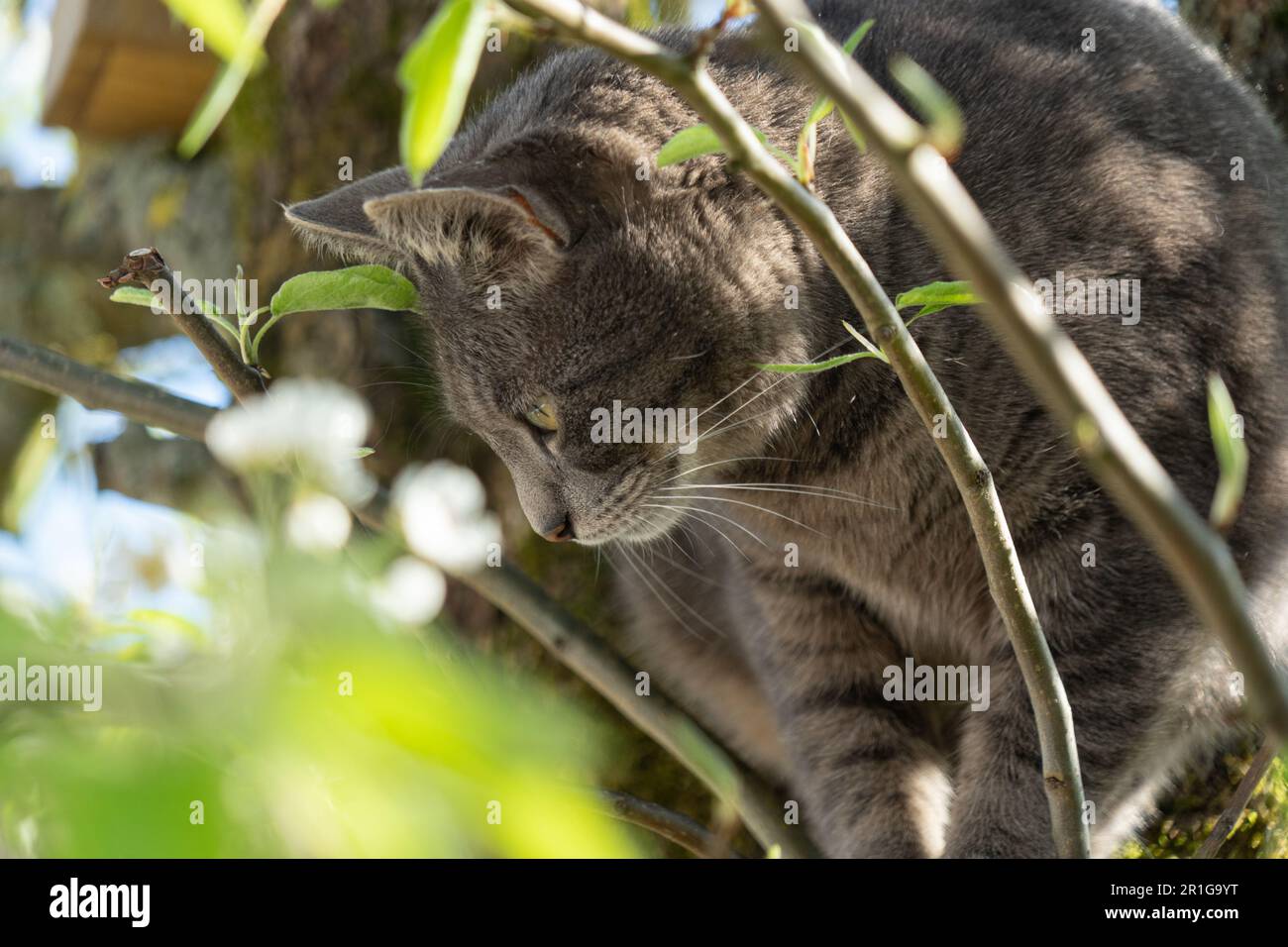 Grey cat peering out from between the branches of a blooming pear tree Stock Photo