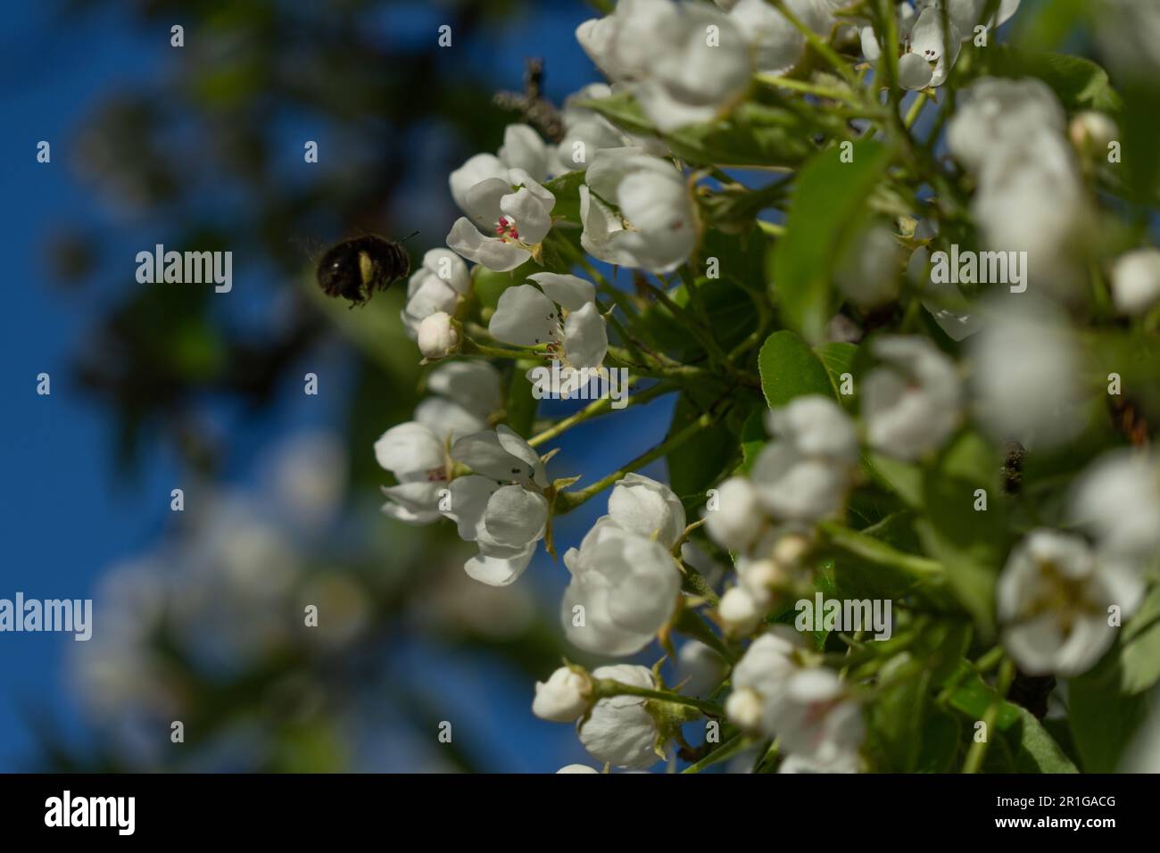 Blooming pear tree and bumble bee Stock Photo