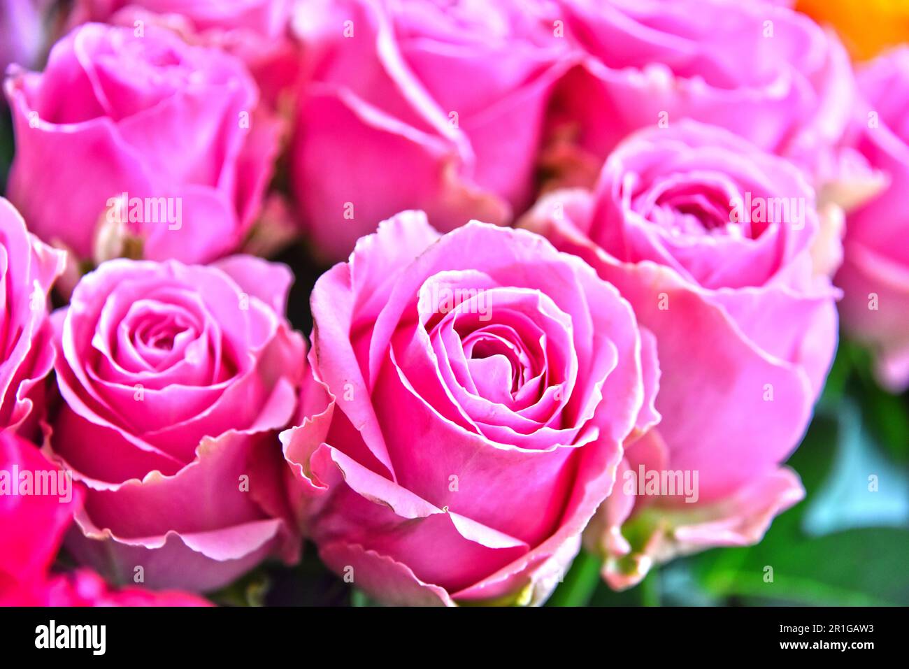 Roses in flower shop. Cut flowers at the street stall Stock Photo