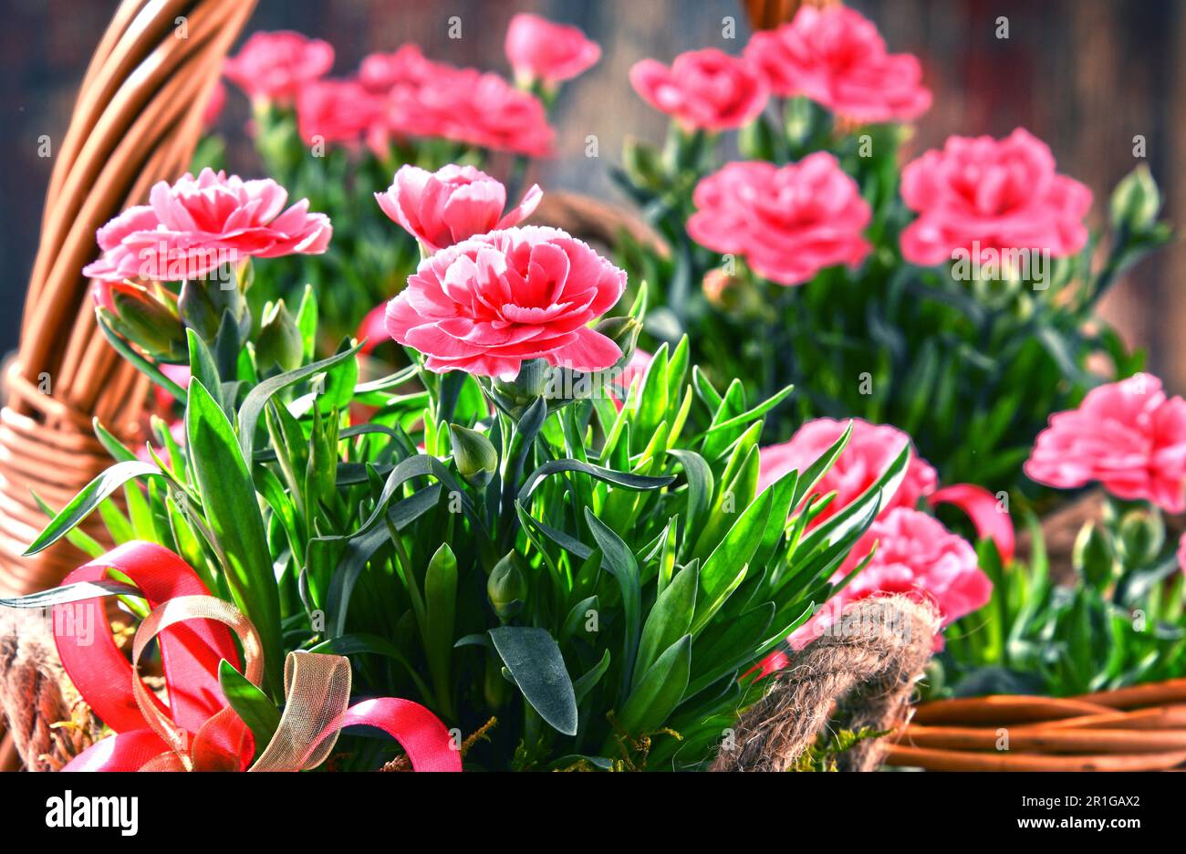Composition with bouquet of carnations Stock Photo