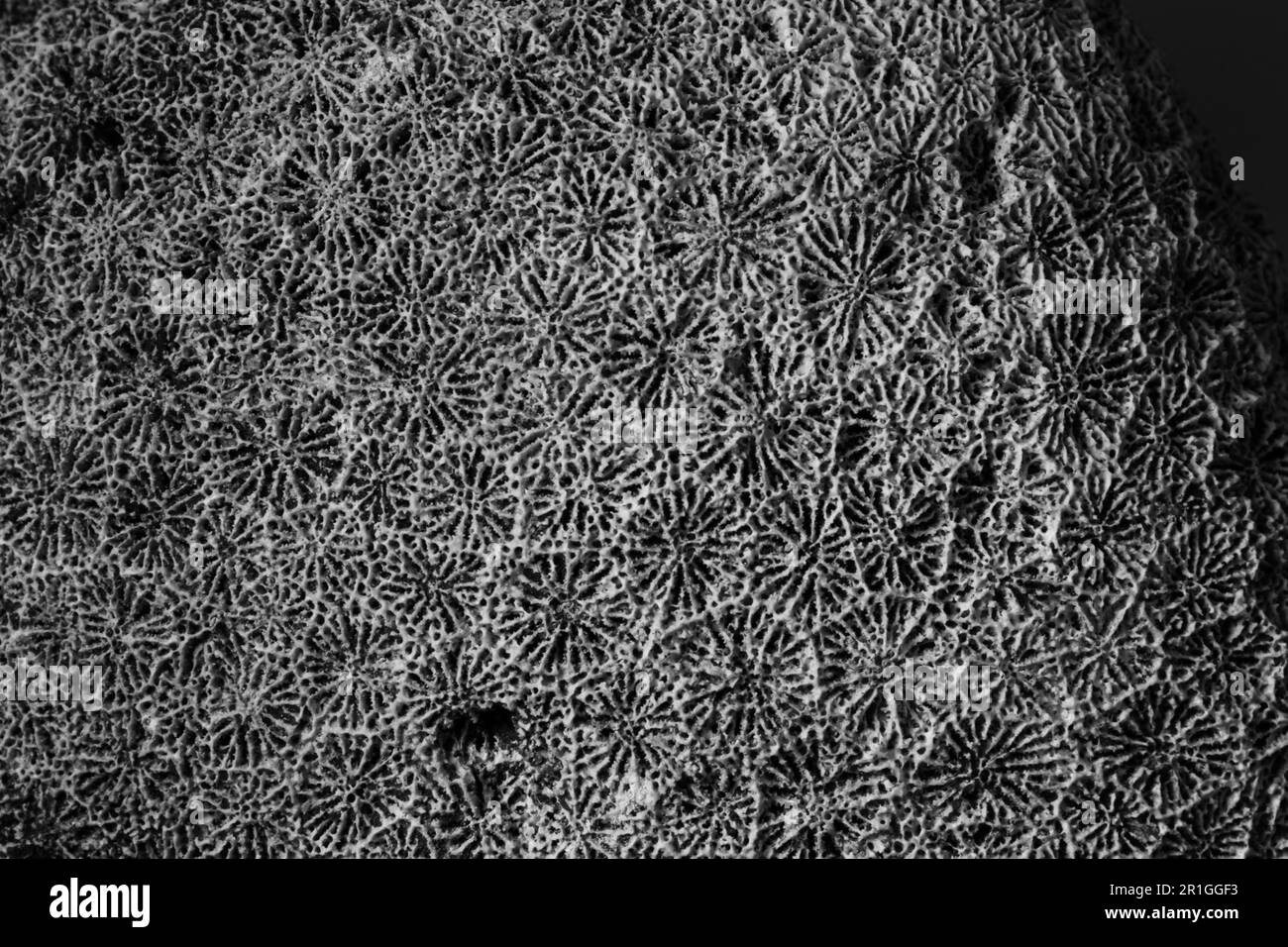 Close up of fossilised Scleractinian coral with each coral measuring c 5mm Stock Photo