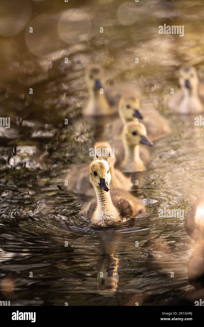 Baby ducklings of canada goose swimming in a pond in the warm light of sunrise in Germany, Europe Stock Photo