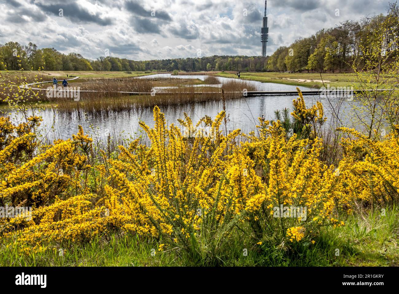 Gorse, Ulex europaeus, with yellow flowers and boardwalk in wetland nature reserve Zanderij Crailo, Hilversum, Netherlands Stock Photo