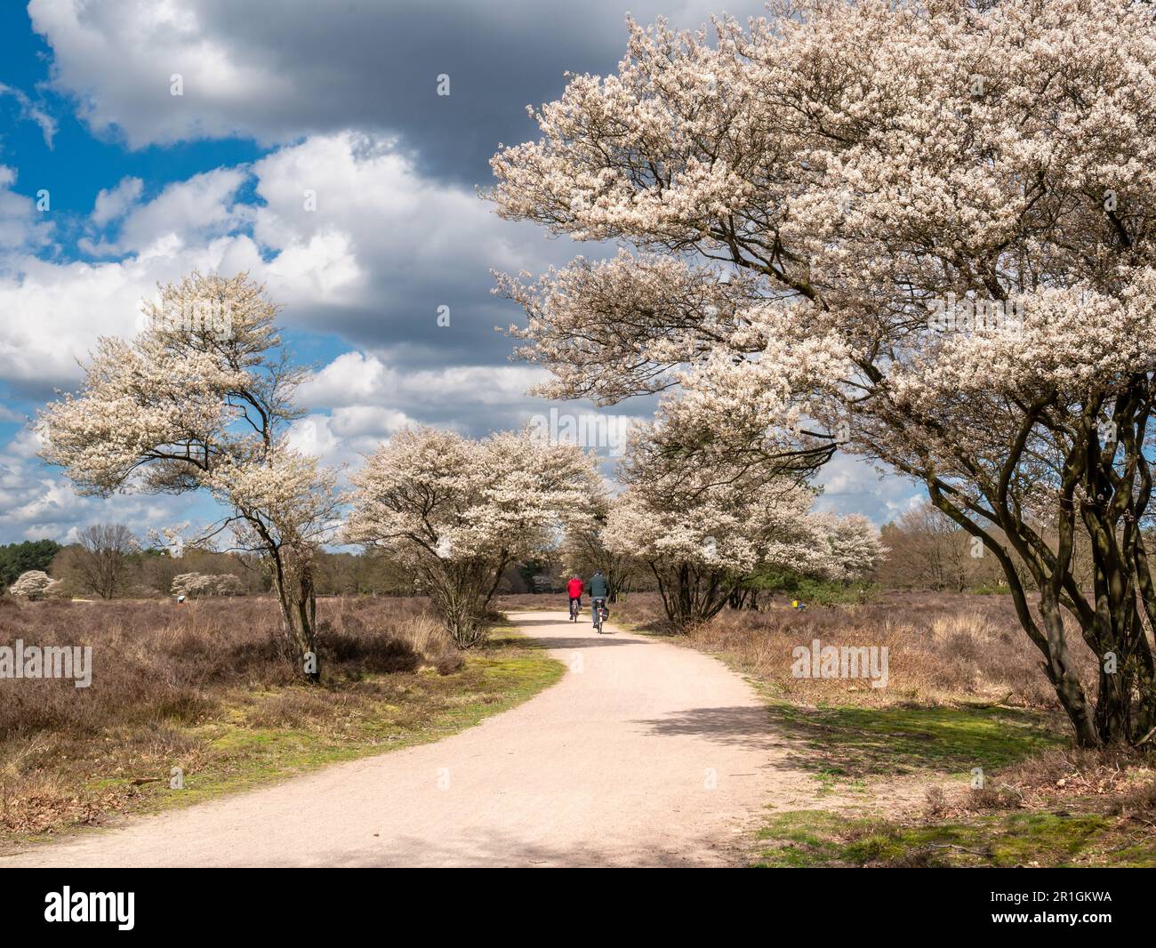 Older couple riding bicycles on cycle path, blooming juneberry trees, Amelanchier lamarkii, in Zuiderheide nature reserve, Het Gooi, Netherlands Stock Photo