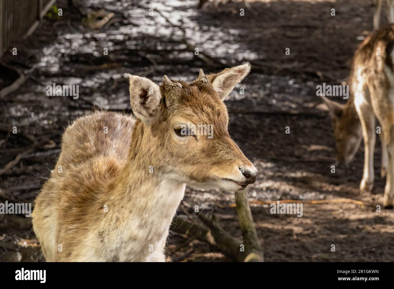 Fallow deer, Dama dama, fawn, young male with antler buttons eating in deer park, Hilversum, Netherlands Stock Photo