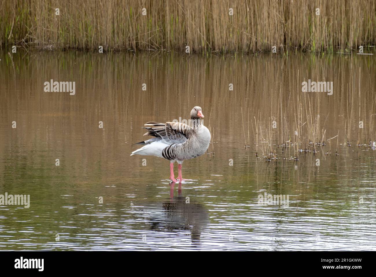 Greylag goose, Anser anser, standing in shallow water shaking wings in nature reserve Zanderij Crailo, Hilversum, Netherlands Stock Photo