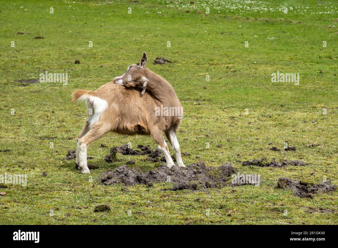Dutch Toggenburg goat, Capra aegagrus hircus, grooming, licking and nibbling at fur on back, Netherlands Stock Photo