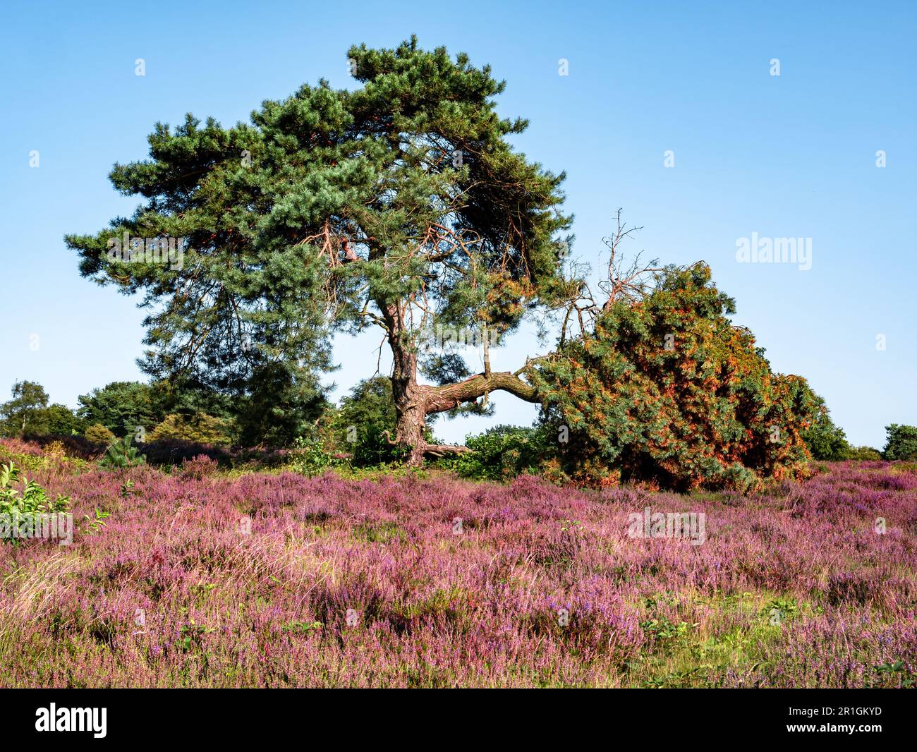 Pine tree and purple heather in nature reserve Zuiderheide heathland in Het Gooi, Netherlands Stock Photo