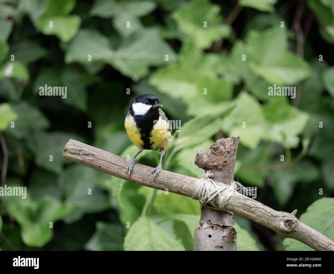 Great tit, Parus major, adult male perched on branch in garden, Netherlands Stock Photo