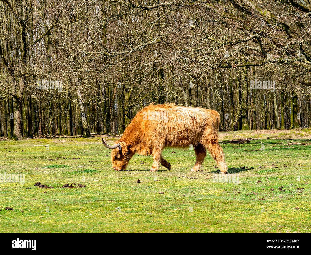Scottish highland cow, brown with long hair and horns, grazing grass in nature reserve Westerheide near Hilversum, het Gooi, Netherlands Stock Photo