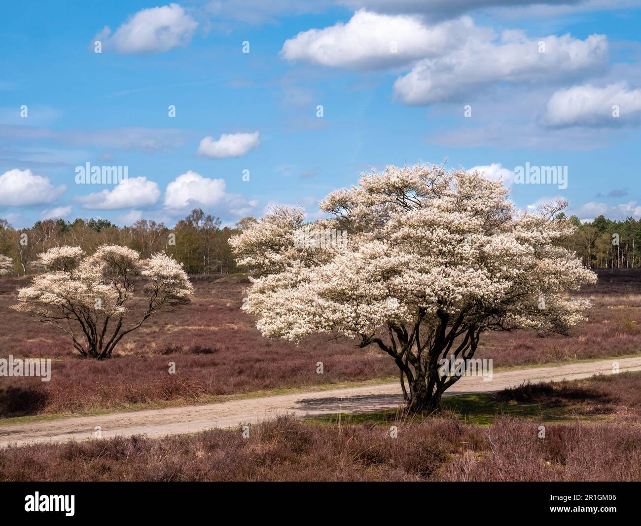 Flowering juneberry or snowy mespilus trees, Amelanchier lamarkii, and sand path in nature reserve Zuiderheide, Het Gooi, North Holland, Netherlands Stock Photo