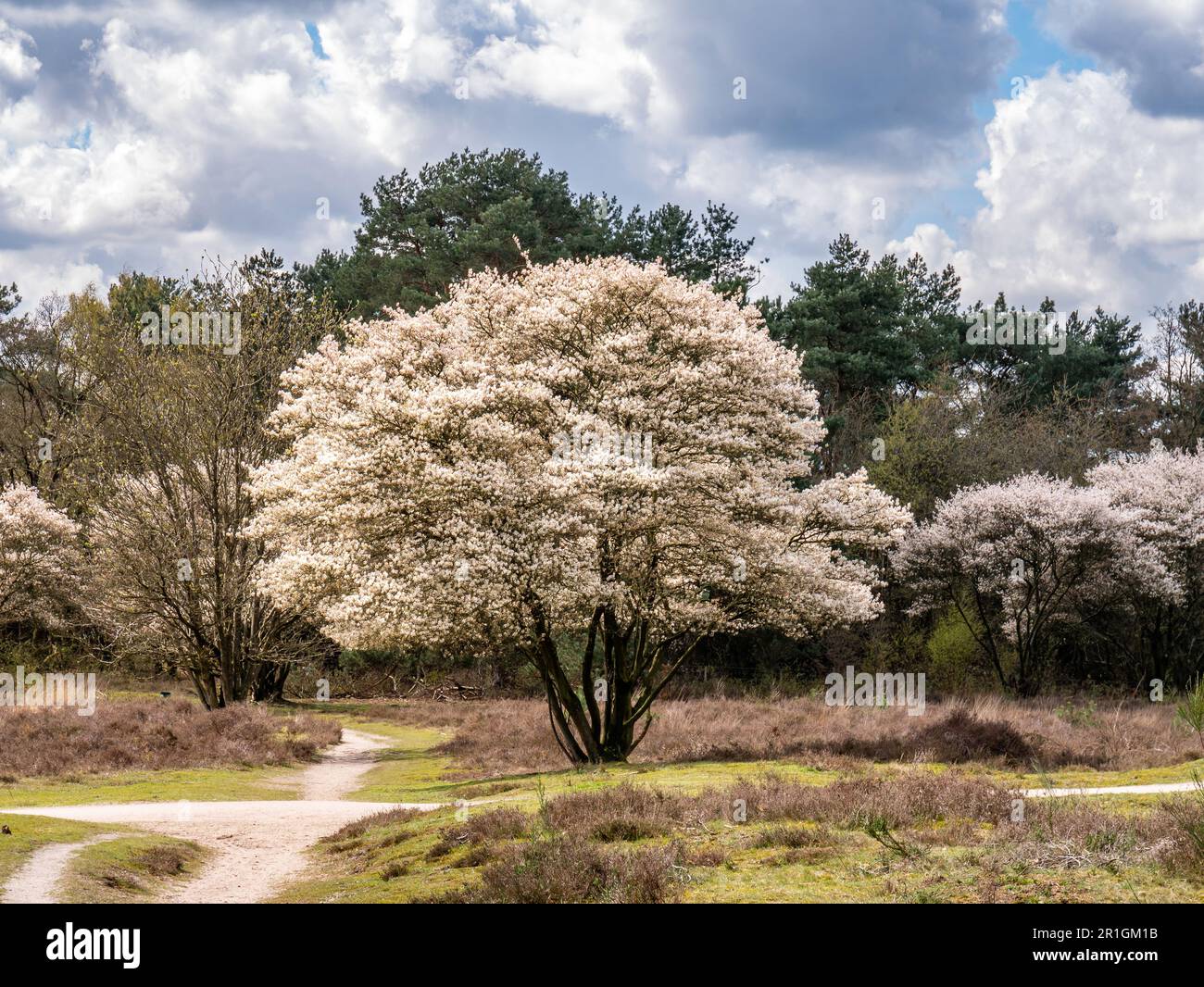 Juneberry tree, Amelanchier lamarkii, in bloom at intersection of footpath and bike path in Zuiderheide nature reserve in Het Gooi, North Holland, Net Stock Photo