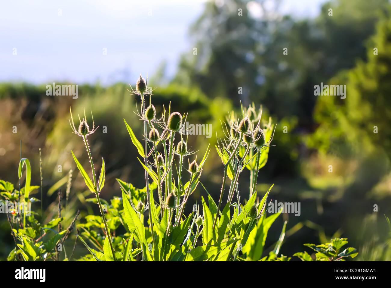 Golden hour in nature hi-res stock photography and images - Alamy