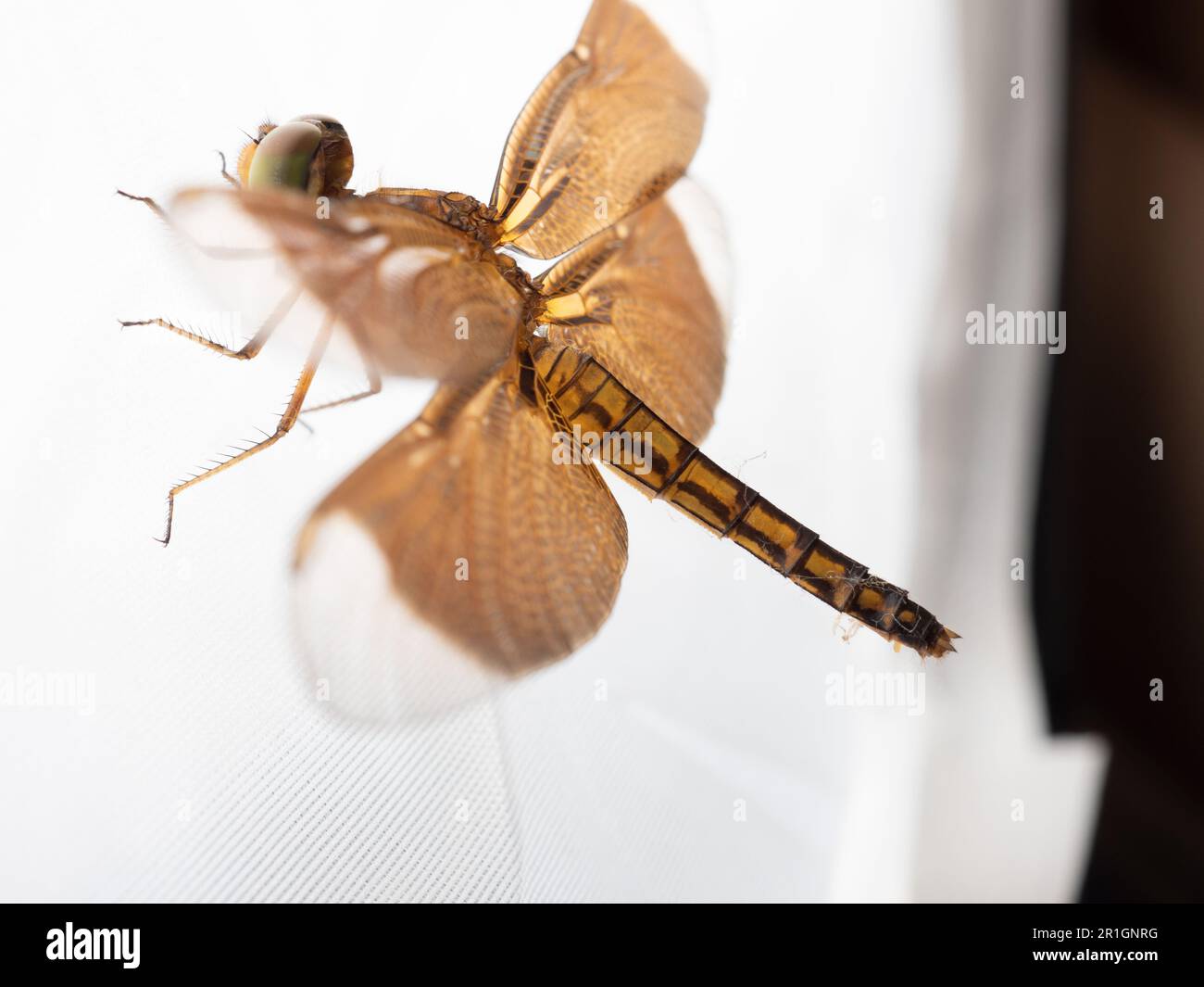 Close up shoot of a brown dragonfly, a flying insect belonging to the infraorder Anisoptera below the order Odonata Stock Photo